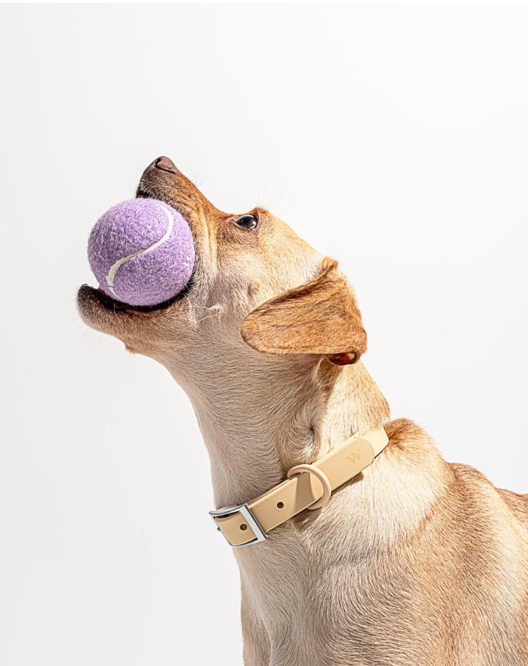 Hundetennisball lila