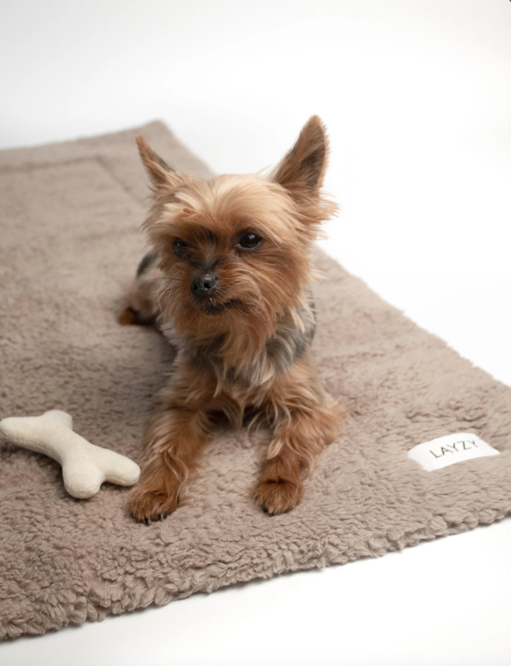 Kleiner Hund auf Hundereisedecke in braunem Teddystoff