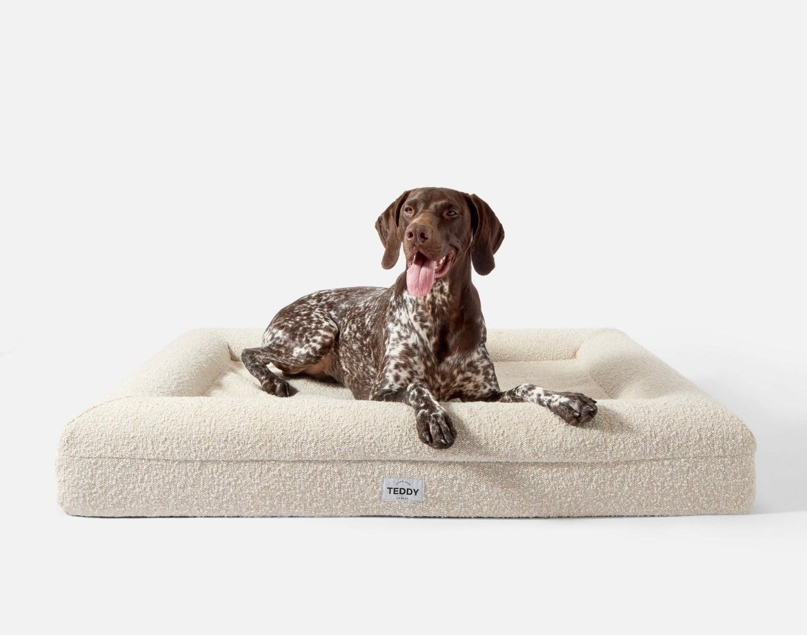 Jagdhund liegt in Hundebett mit Boucléstoff