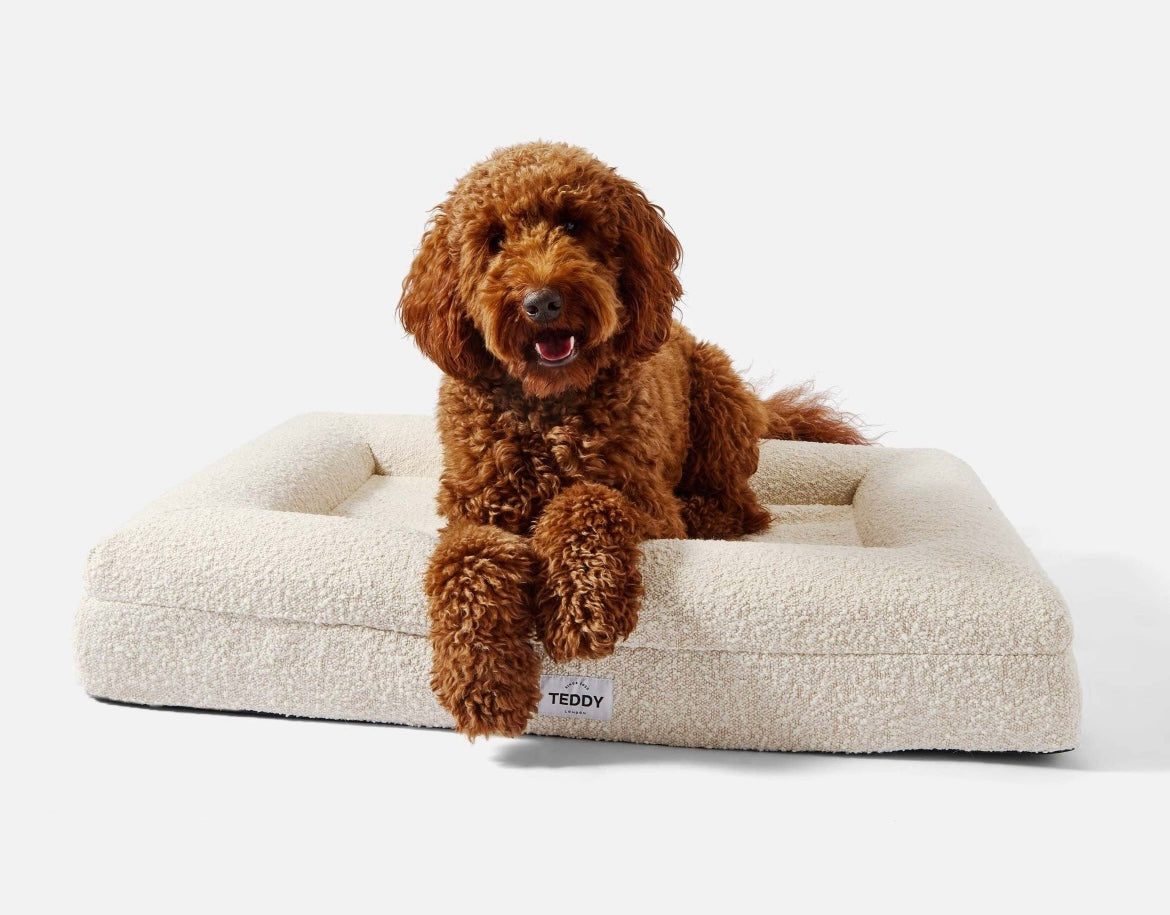 Poodle liegt in Boucle Hundebett
