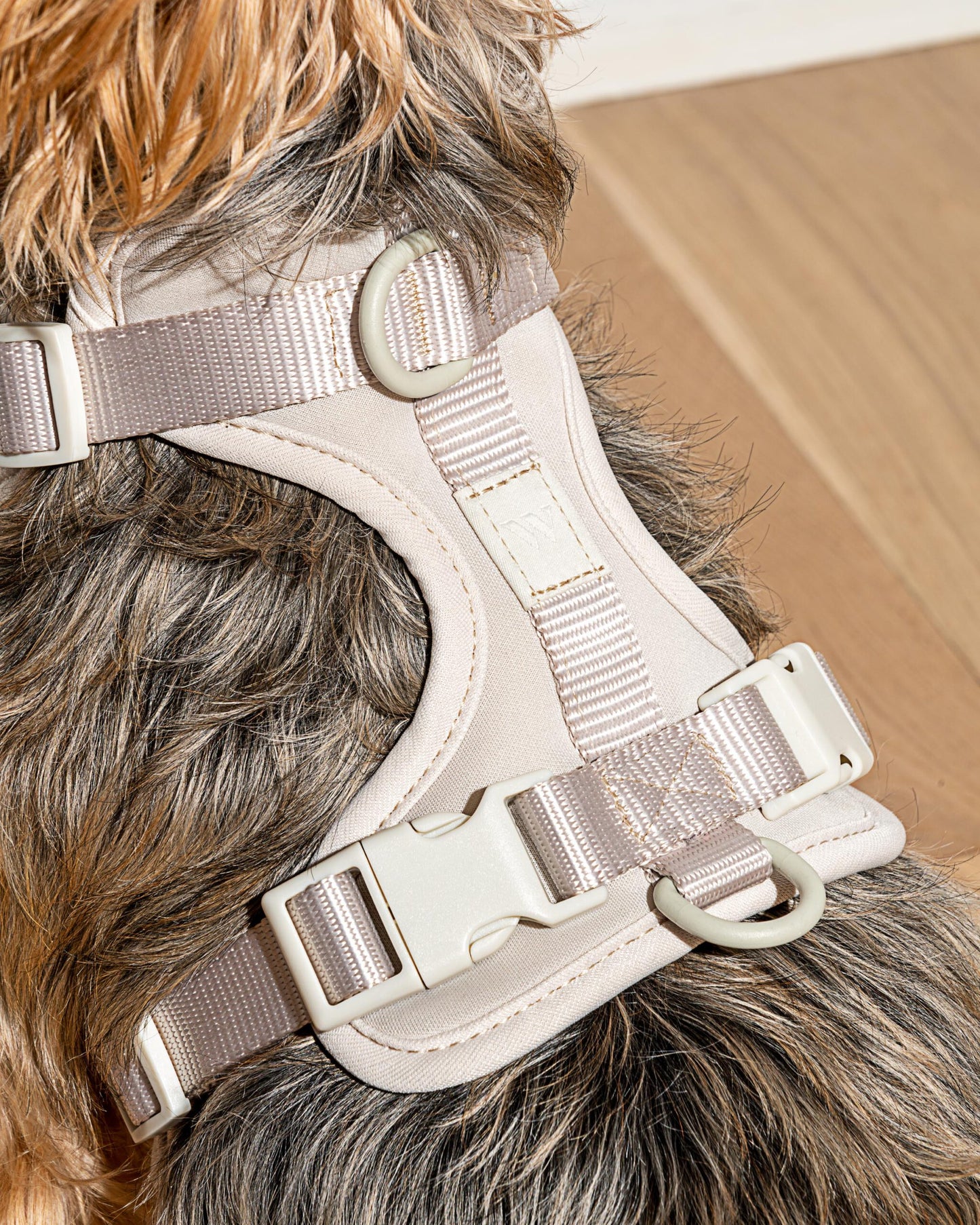 Graues Wild One Hundegeschirr