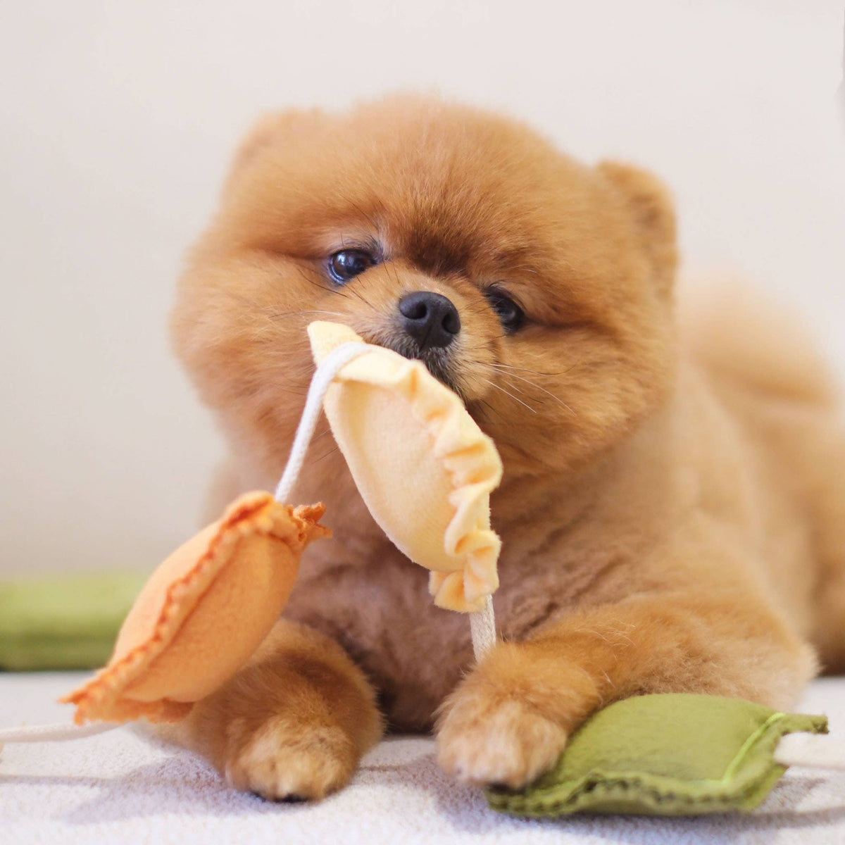 RAVIOLI NOSEWORK TOY