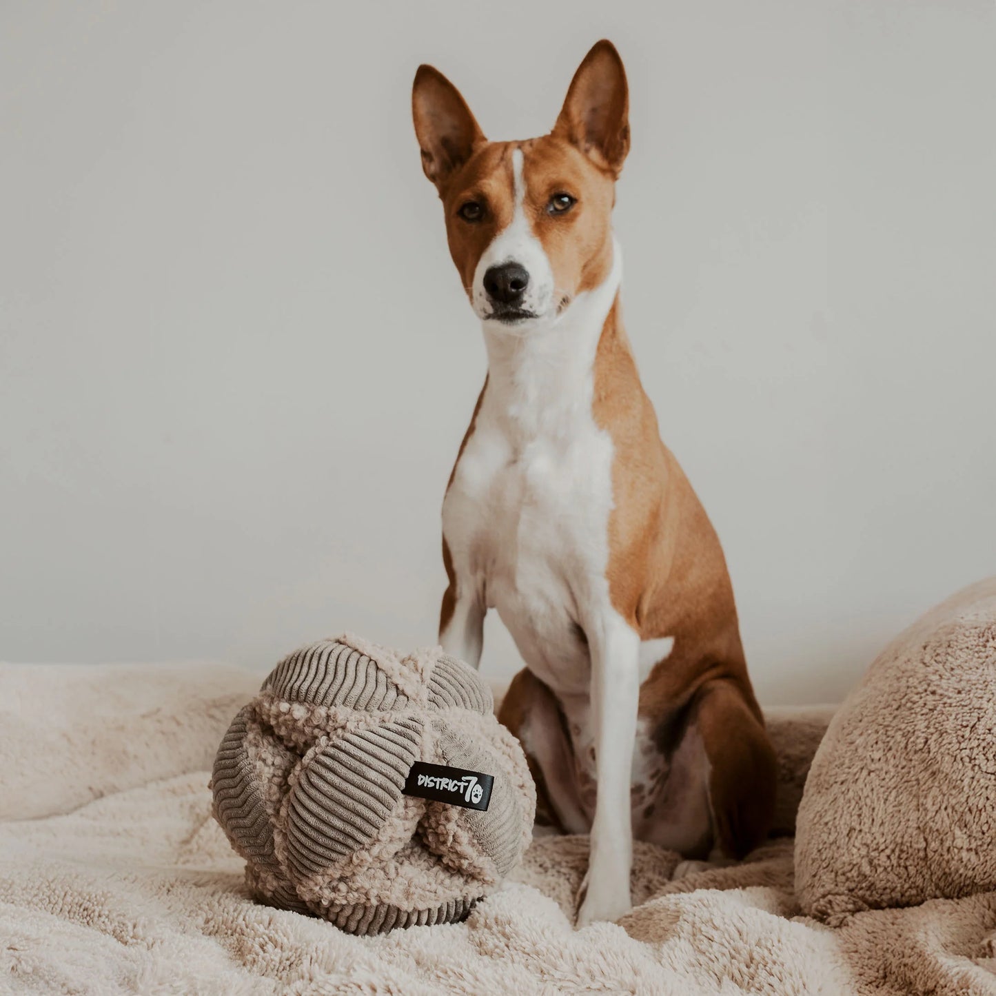 Schnüffelball BOBBY taupe