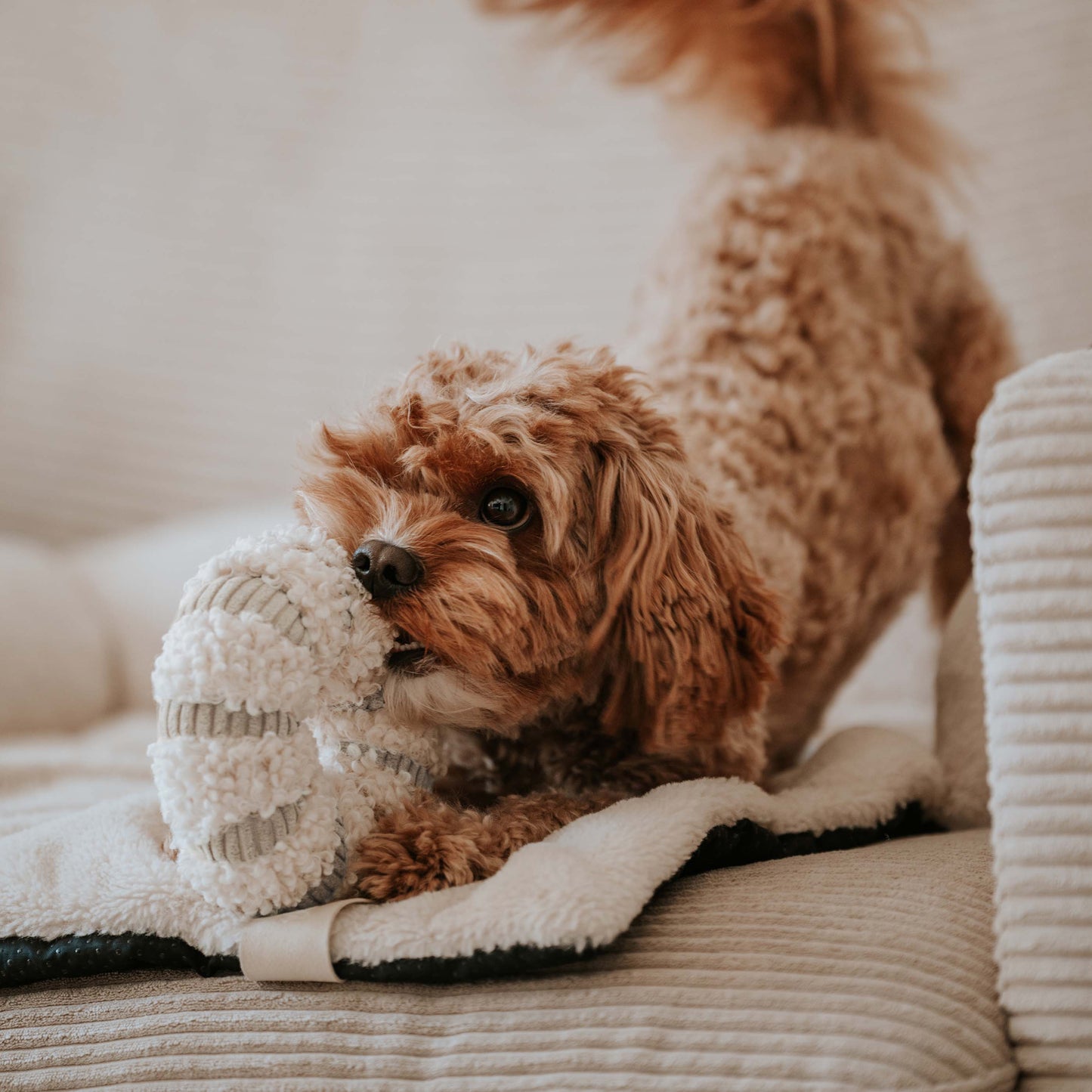 Schnüffelspielzeug DAISY beige