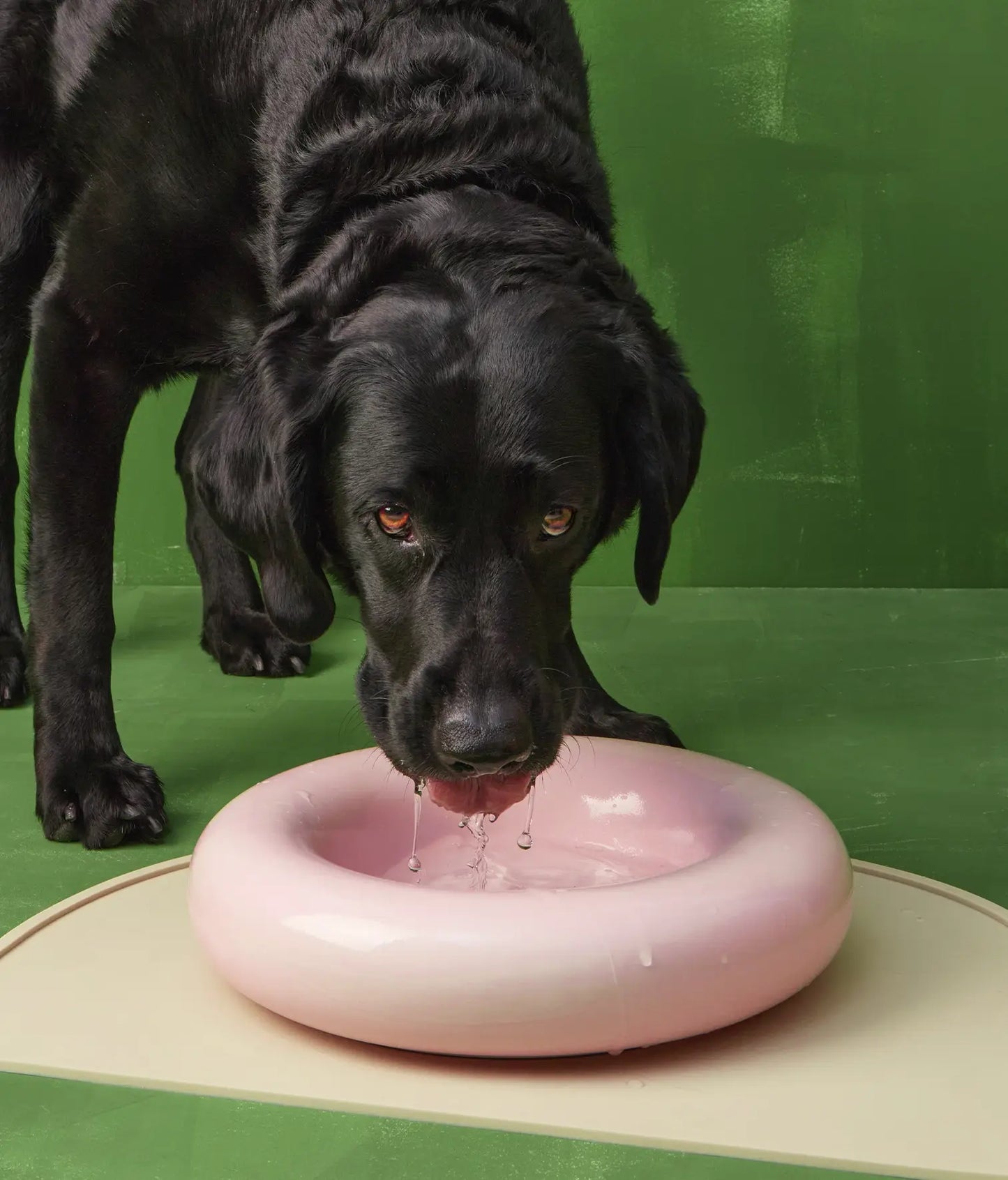 Rosa Keramiknapf für Hunde