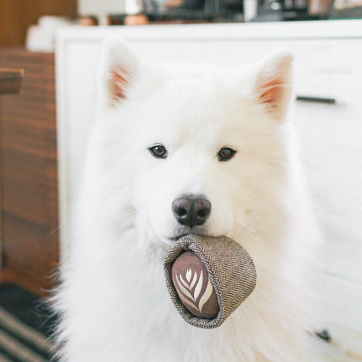 Latte Pop