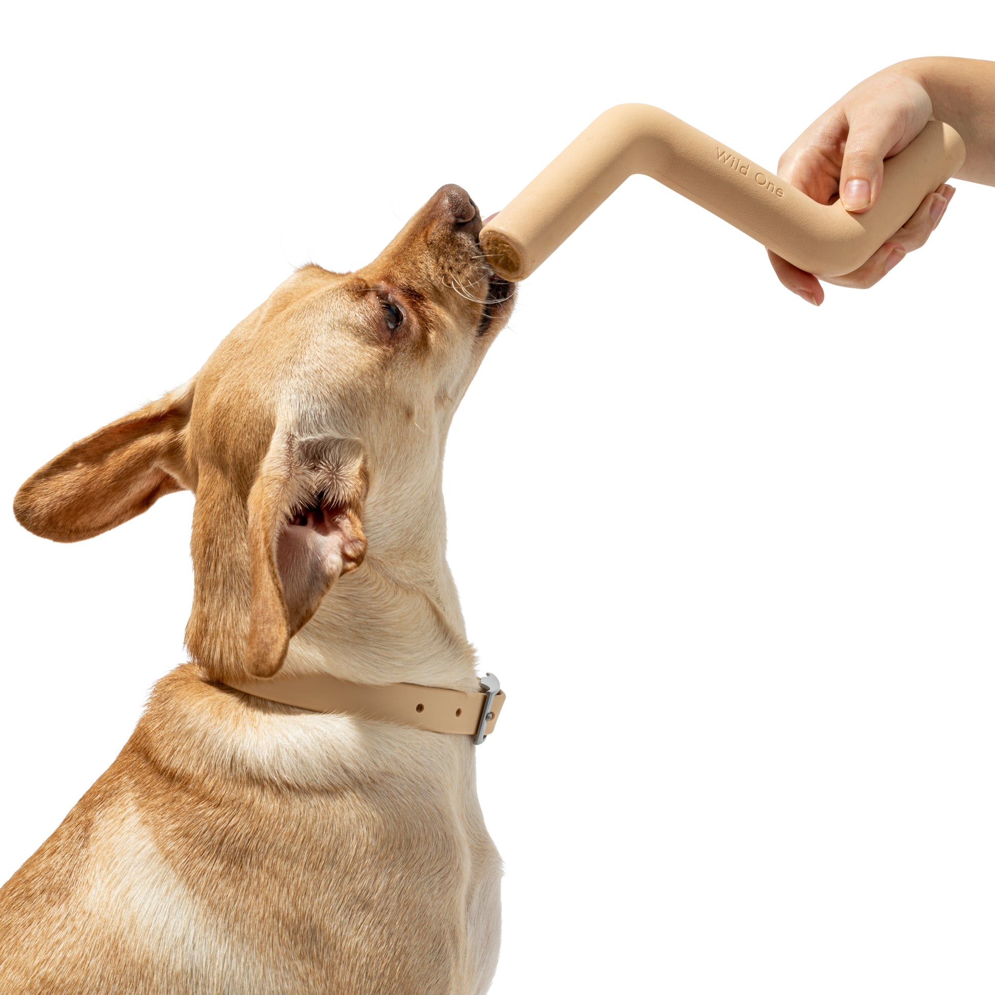 Stylisches Hundespielzeug WildOne