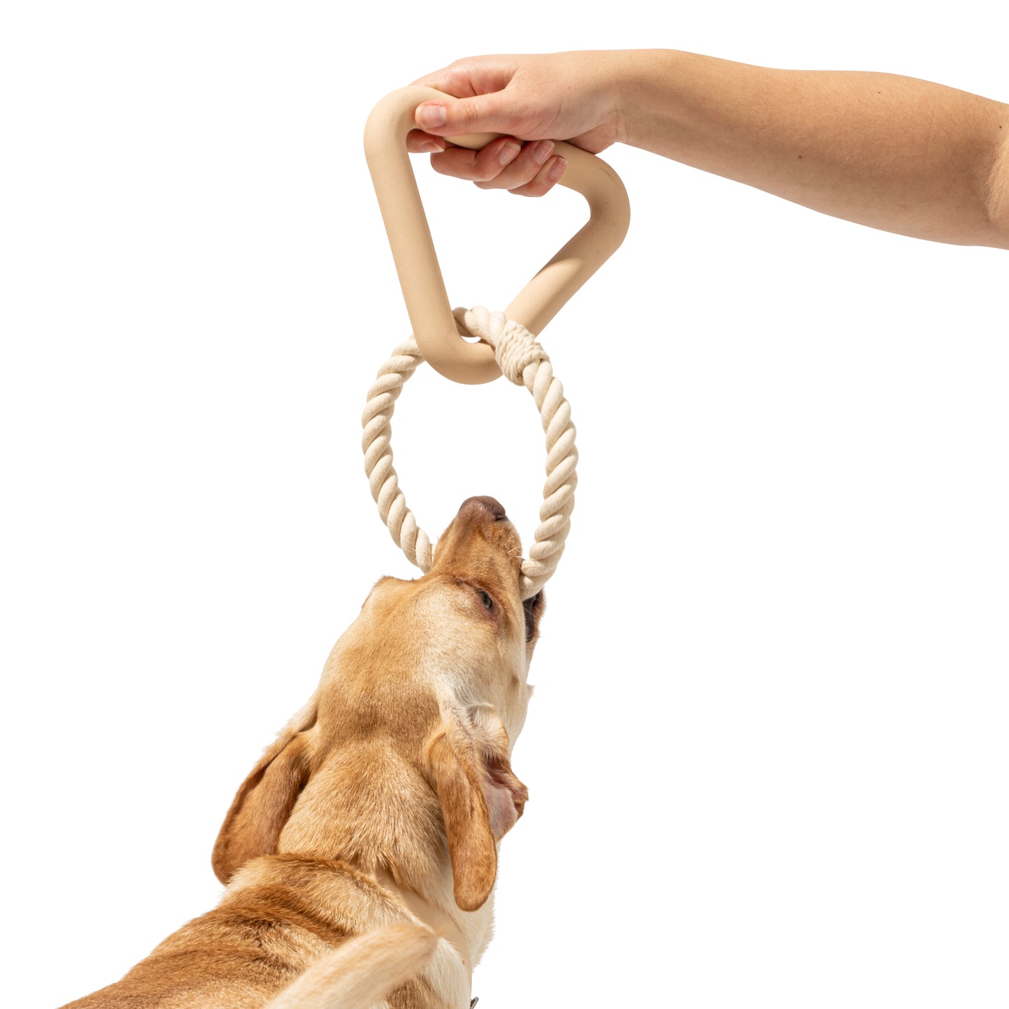 Hundespielzeug Tauziehen nude