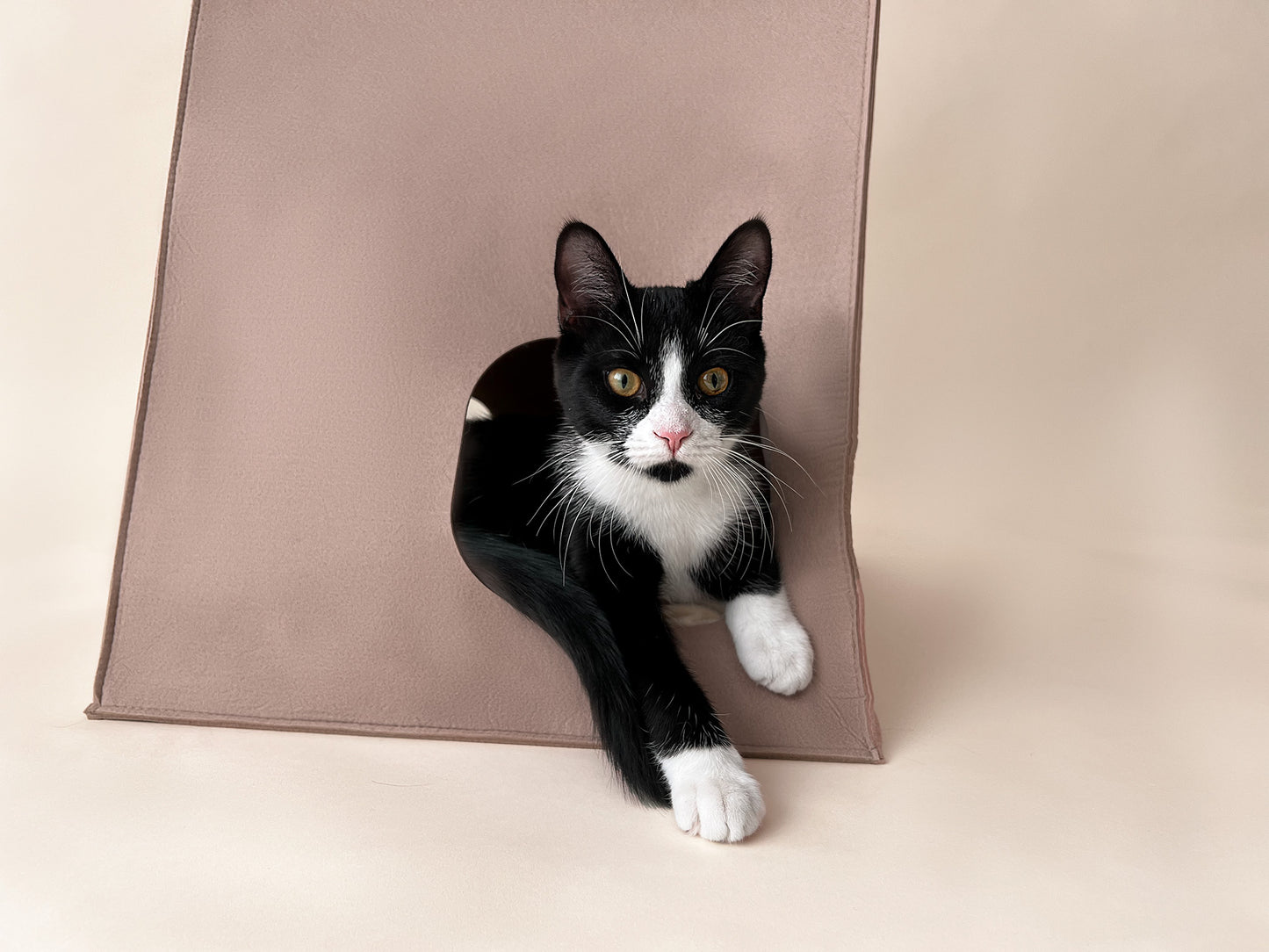 Bloire Katzen-Tipi Rückzugsort