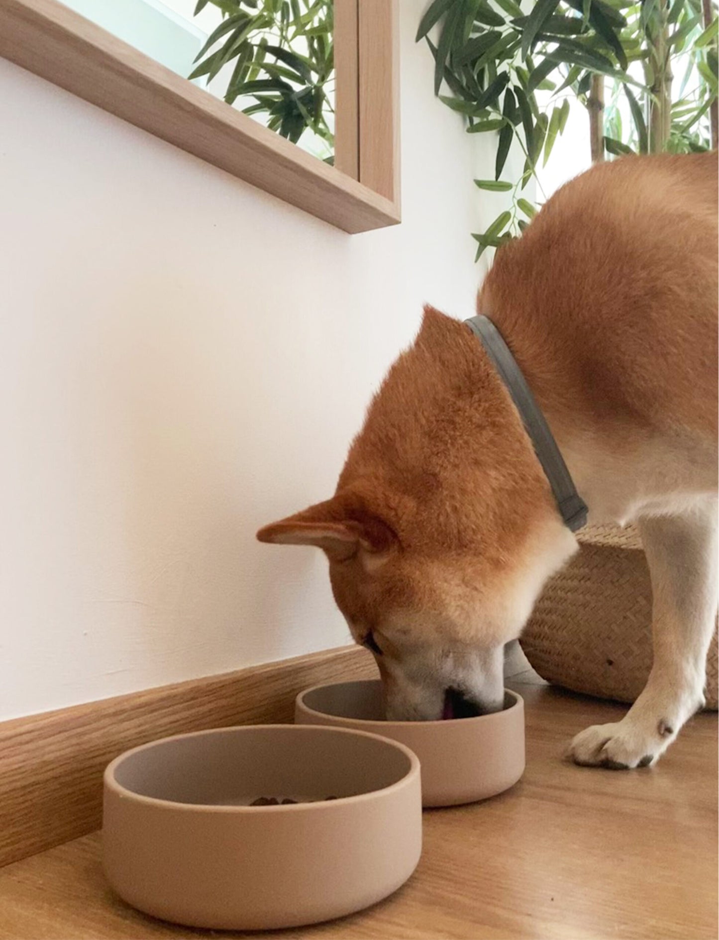 Futternapf für Hunde Silikon in der Farbe greige