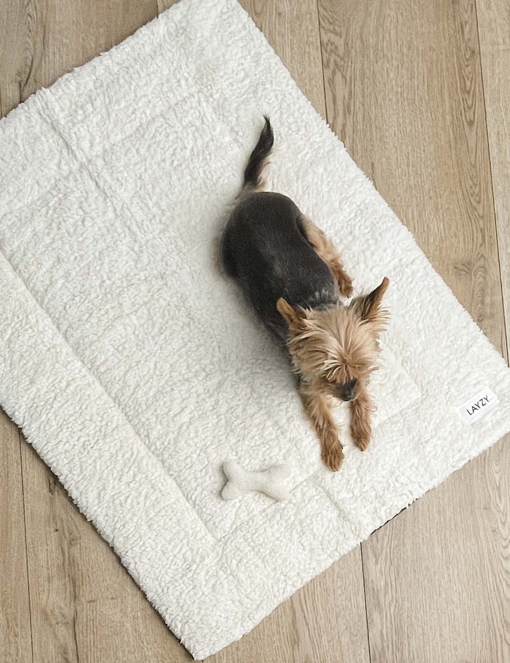 Kleiner Hund auf weißer Hundedecke aus Teddystoff