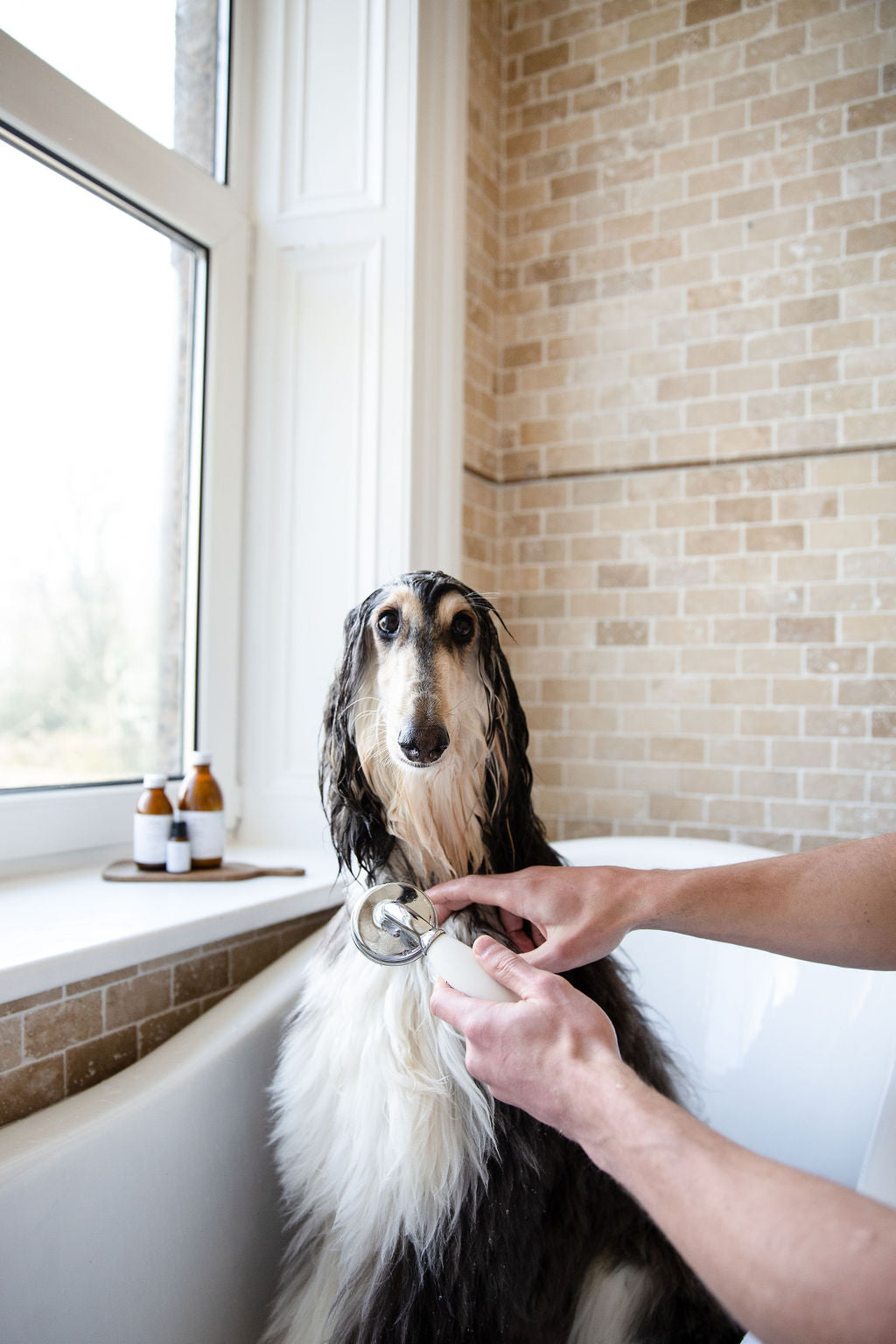Großer Windhund wird in Badewanne gewaschen