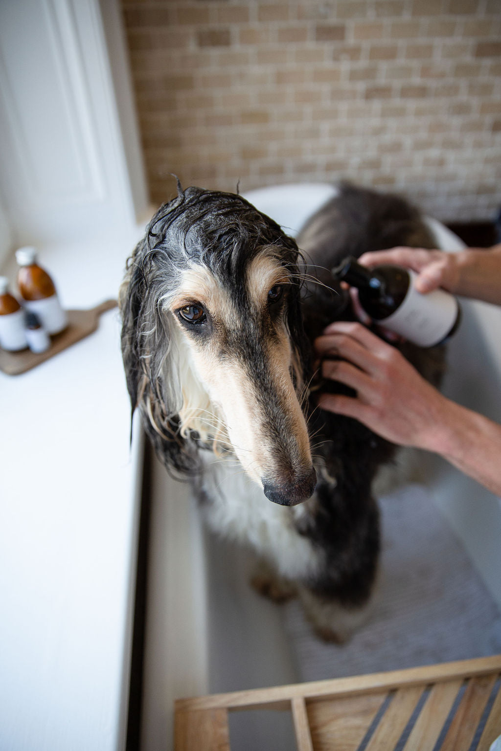 Großer Windhund wird in Badewanne gewaschen