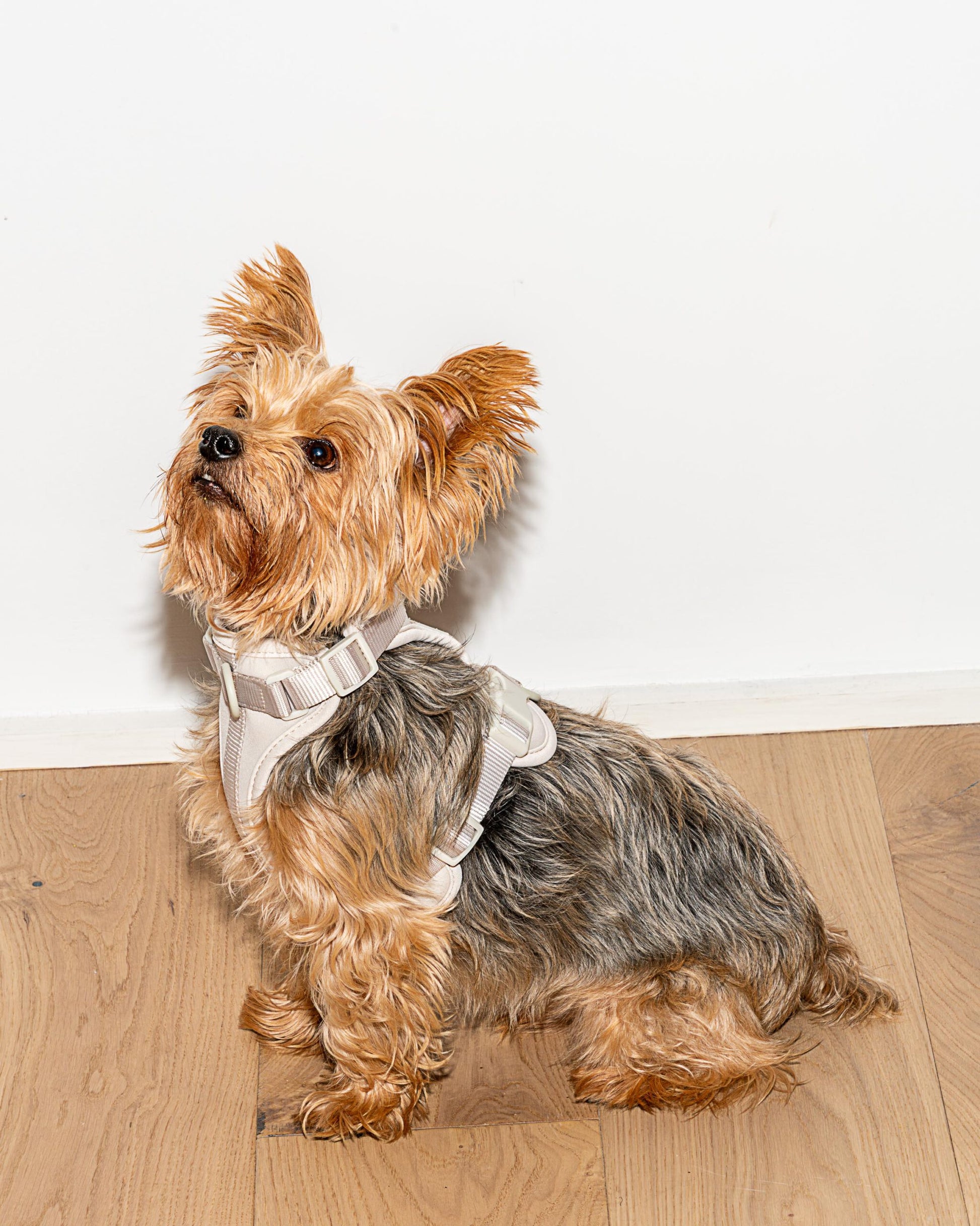 Graues Wild One Hundegeschirr