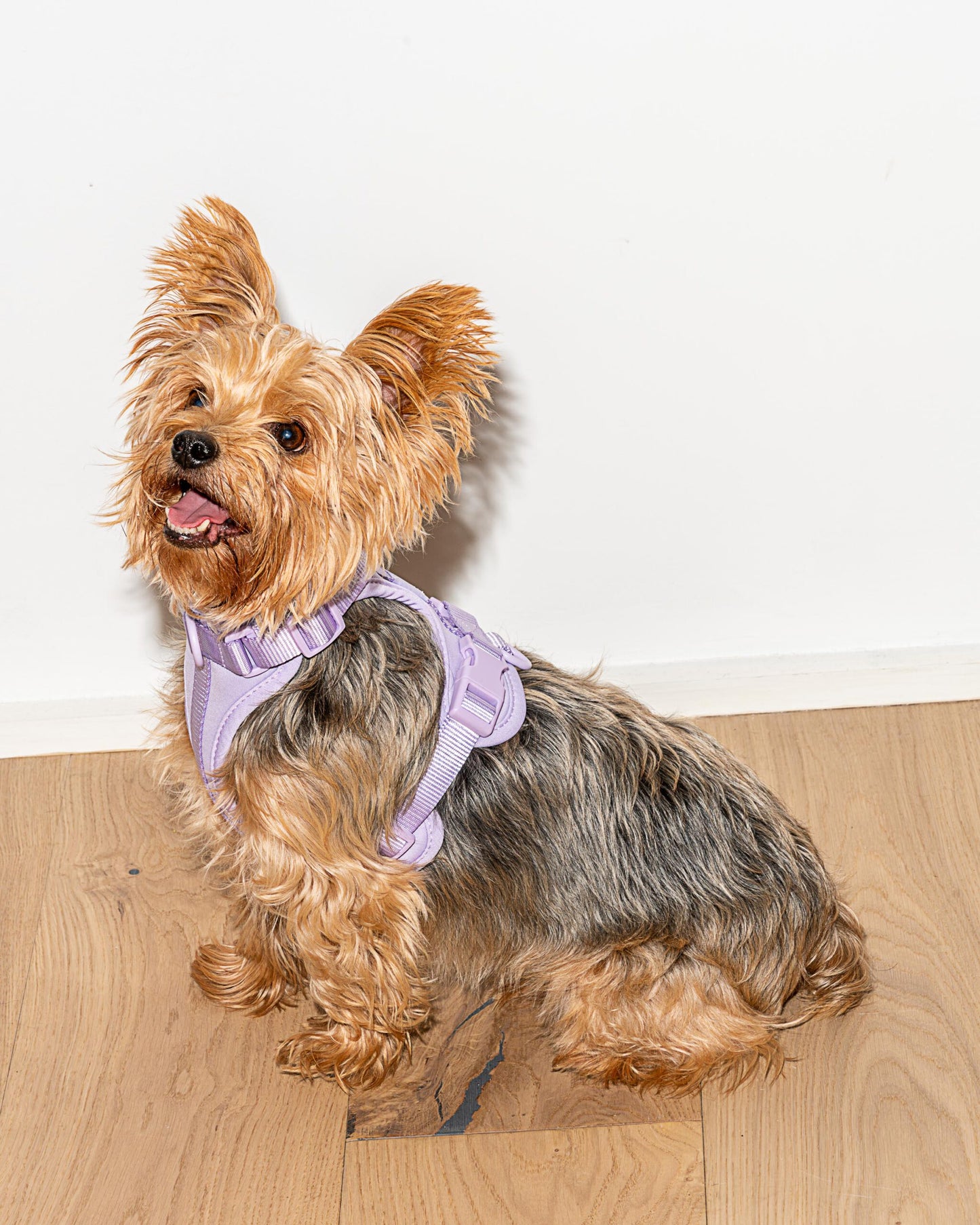 Minimalistisches Hundegeschirr lila
