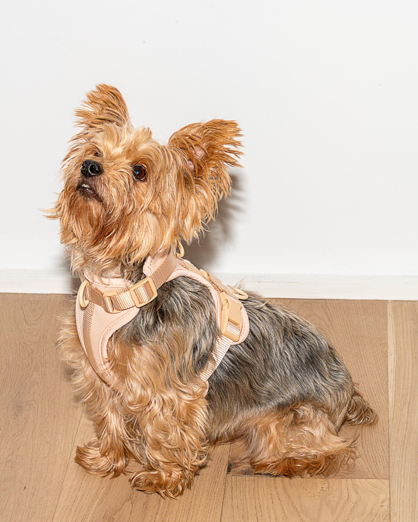 Minimalistisches Hundegeschirr nude